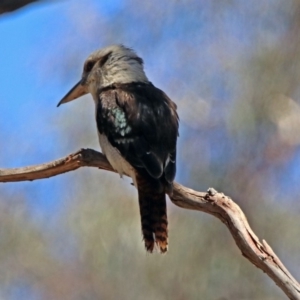 Dacelo novaeguineae at Acton, ACT - 7 Dec 2018