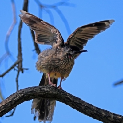 Anthochaera carunculata (Red Wattlebird) at Acton, ACT - 6 Dec 2018 by RodDeb