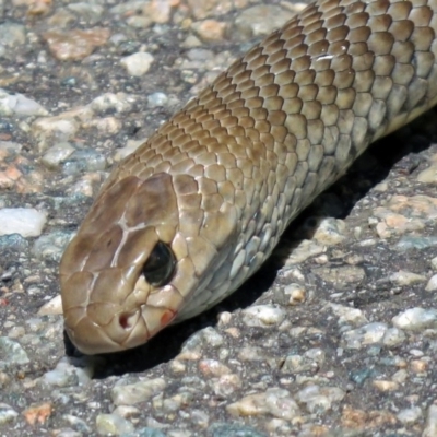 Pseudonaja textilis (Eastern Brown Snake) at Acton, ACT - 7 Dec 2018 by RodDeb