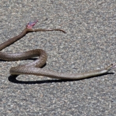 Pseudonaja textilis at Acton, ACT - 7 Dec 2018 12:23 PM