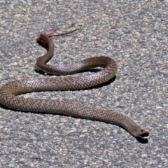 Pseudonaja textilis at Acton, ACT - 7 Dec 2018 12:23 PM