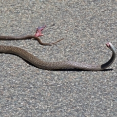 Pseudonaja textilis at Acton, ACT - 7 Dec 2018 12:23 PM