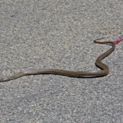 Pseudonaja textilis at Acton, ACT - 7 Dec 2018 12:23 PM