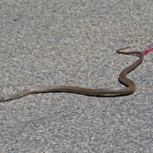 Pseudonaja textilis at Acton, ACT - 7 Dec 2018 12:23 PM