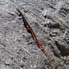 Ctenotus taeniolatus (Copper-tailed Skink) at Acton, ACT - 7 Dec 2018 by RodDeb