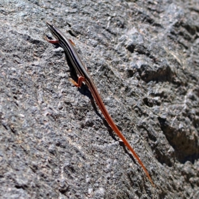 Ctenotus taeniolatus (Copper-tailed Skink) at ANBG - 7 Dec 2018 by RodDeb