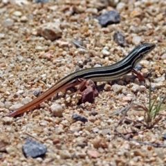 Ctenotus taeniolatus at Acton, ACT - 7 Dec 2018