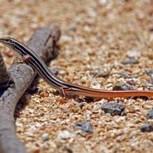 Ctenotus taeniolatus at Acton, ACT - 7 Dec 2018