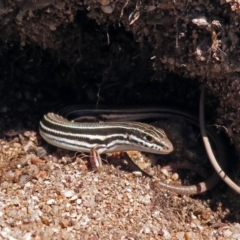 Ctenotus taeniolatus at Acton, ACT - 7 Dec 2018 11:59 AM