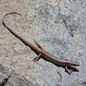 Ctenotus taeniolatus at Acton, ACT - 7 Dec 2018