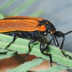 Rhinotia haemoptera (Lycid-mimic belid weevil, Slender Red Weevil) at Bullen Range - 7 Dec 2018 by Harrisi