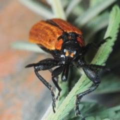 Rhinotia haemoptera at Paddys River, ACT - 7 Dec 2018