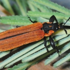 Rhinotia haemoptera at Paddys River, ACT - 7 Dec 2018