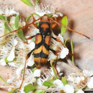 Aridaeus thoracicus at Paddys River, ACT - 7 Dec 2018 10:45 PM