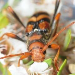 Aridaeus thoracicus at Paddys River, ACT - 7 Dec 2018 10:45 PM