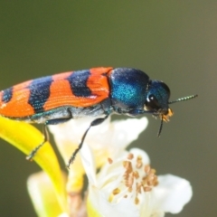 Castiarina crenata (Jewel beetle) at Paddys River, ACT - 7 Dec 2018 by Harrisi
