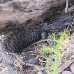Tiliqua rugosa (Shingleback Lizard) at Kowen, ACT - 8 Dec 2018 by KShort