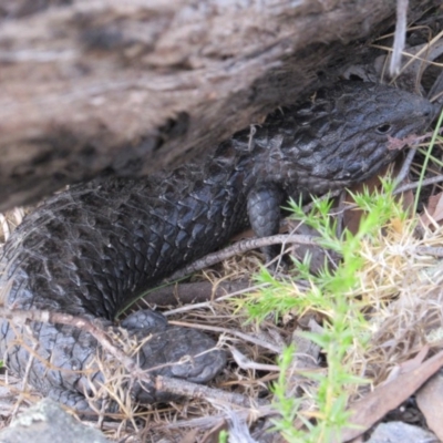 Tiliqua rugosa (Shingleback Lizard) at Kowen, ACT - 7 Dec 2018 by KShort