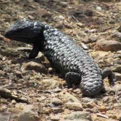 Tiliqua rugosa at Kowen, ACT - 8 Dec 2018