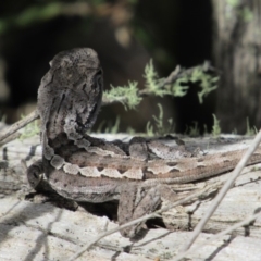 Amphibolurus muricatus (Jacky Lizard) at Molonglo Gorge - 7 Dec 2018 by KShort