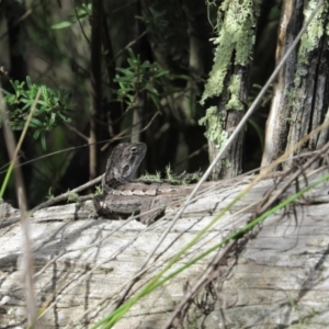 Amphibolurus muricatus at The Ridgeway, NSW - 8 Dec 2018 10:25 AM