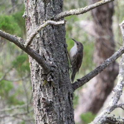 Cormobates leucophaea (White-throated Treecreeper) at The Ridgeway, NSW - 7 Dec 2018 by KShort