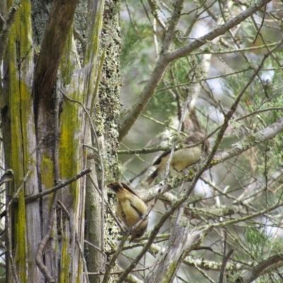 Acanthiza reguloides (Buff-rumped Thornbill) at Molonglo Gorge - 7 Dec 2018 by KShort