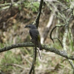 Eopsaltria australis (Eastern Yellow Robin) at Kowen, ACT - 8 Dec 2018 by KShort