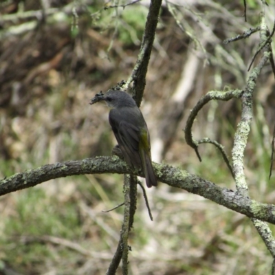 Eopsaltria australis (Eastern Yellow Robin) at Molonglo Gorge - 8 Dec 2018 by KShort