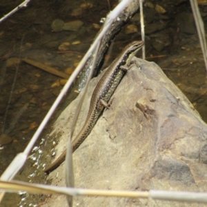 Eulamprus heatwolei at Kowen, ACT - 8 Dec 2018 12:40 PM