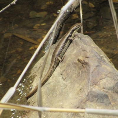 Eulamprus heatwolei (Yellow-bellied Water Skink) at Molonglo Gorge - 8 Dec 2018 by KShort