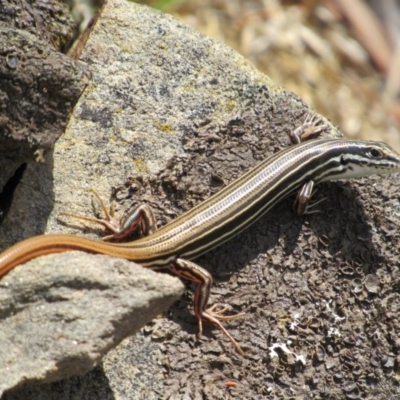 Ctenotus taeniolatus (Copper-tailed Skink) at Carwoola, NSW - 7 Dec 2018 by KShort