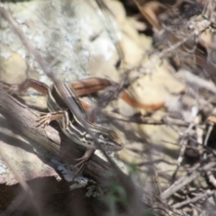 Ctenotus taeniolatus (Copper-tailed Skink) at Kowen, ACT - 7 Dec 2018 by KShort