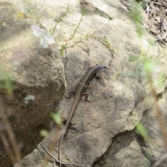 Ctenotus taeniolatus (Copper-tailed Skink) at Kowen, ACT - 8 Dec 2018 by KShort