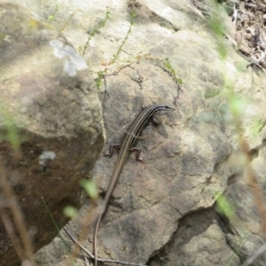 Ctenotus taeniolatus at Kowen, ACT - 8 Dec 2018