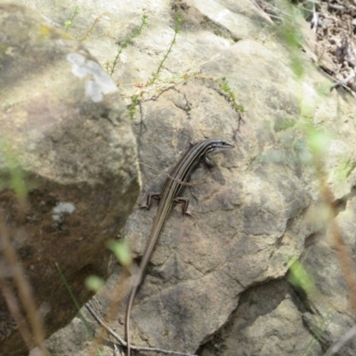 Ctenotus taeniolatus (Copper-tailed Skink) at Kowen, ACT - 7 Dec 2018 by KShort