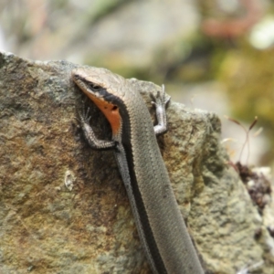 Acritoscincus platynotus at The Ridgeway, NSW - 8 Dec 2018