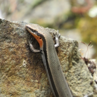 Acritoscincus platynotus (Red-throated Skink) at Molonglo Gorge - 8 Dec 2018 by KShort