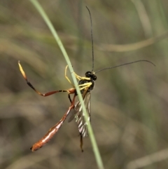 Heteropelma scaposum (Two-toned caterpillar parasite wasp) at Namadgi National Park - 7 Dec 2018 by Judith Roach