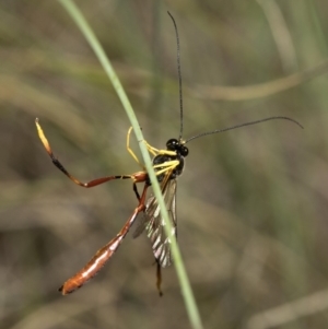 Heteropelma scaposum at Cotter River, ACT - 8 Dec 2018