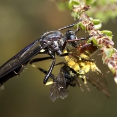 Unidentified Bee (Hymenoptera, Apiformes) at Namadgi National Park - 8 Dec 2018 by JudithRoach