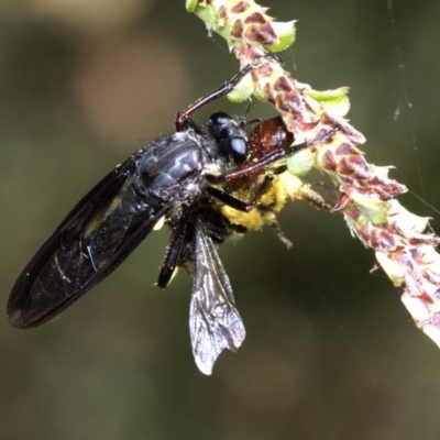 Daptolestes limbipennis (Robber fly) at Namadgi National Park - 7 Dec 2018 by JudithRoach