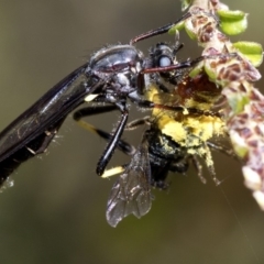 Daptolestes limbipennis at Cotter River, ACT - 8 Dec 2018