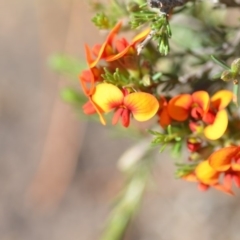 Dillwynia sericea (Egg And Bacon Peas) at QPRC LGA - 2 Nov 2018 by natureguy