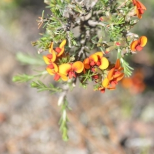 Dillwynia sericea at Wamboin, NSW - 2 Nov 2018 12:32 PM