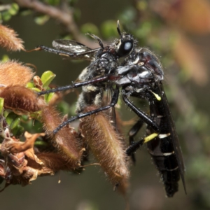 Daptolestes limbipennis at Cotter River, ACT - 8 Dec 2018 10:13 AM