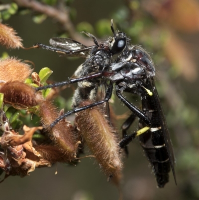 Daptolestes limbipennis (Robber fly) at Cotter River, ACT - 8 Dec 2018 by JudithRoach