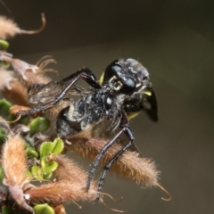 Daptolestes limbipennis at Cotter River, ACT - 8 Dec 2018 10:13 AM