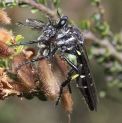 Daptolestes limbipennis at Cotter River, ACT - 8 Dec 2018 10:13 AM