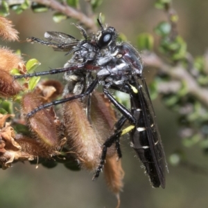 Daptolestes limbipennis at Cotter River, ACT - 8 Dec 2018 10:13 AM